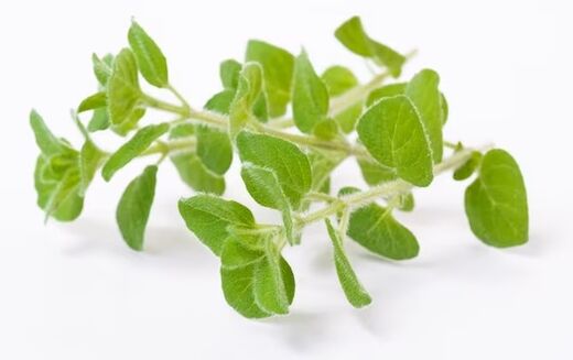 Brand Fungent  brand obsahuje Oregano Oil